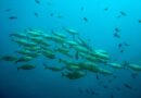 China Creates Soft-Body Robot Fish