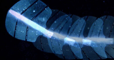 Swiss Scientists Created Robotic Stingray With Flexible Body