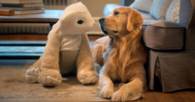 Roomba’s Creator Unveils Familiar: A Robot Pet With Local AI