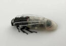 Scientists Created Diving Suits For Cyborg Cockroaches