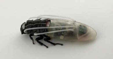Scientists Created Diving Suits For Cyborg Cockroaches