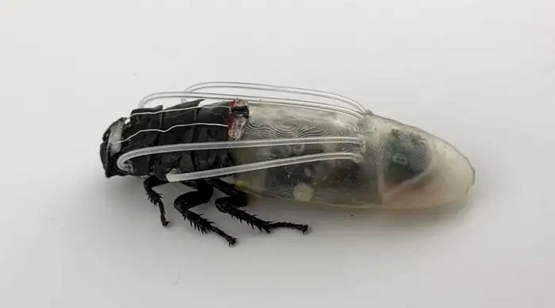 Scientists Created Diving Suits For Cyborg Cockroaches